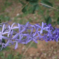 Petrea volubilis L.